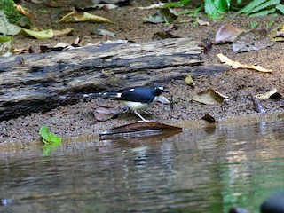 - Sunda Forktail