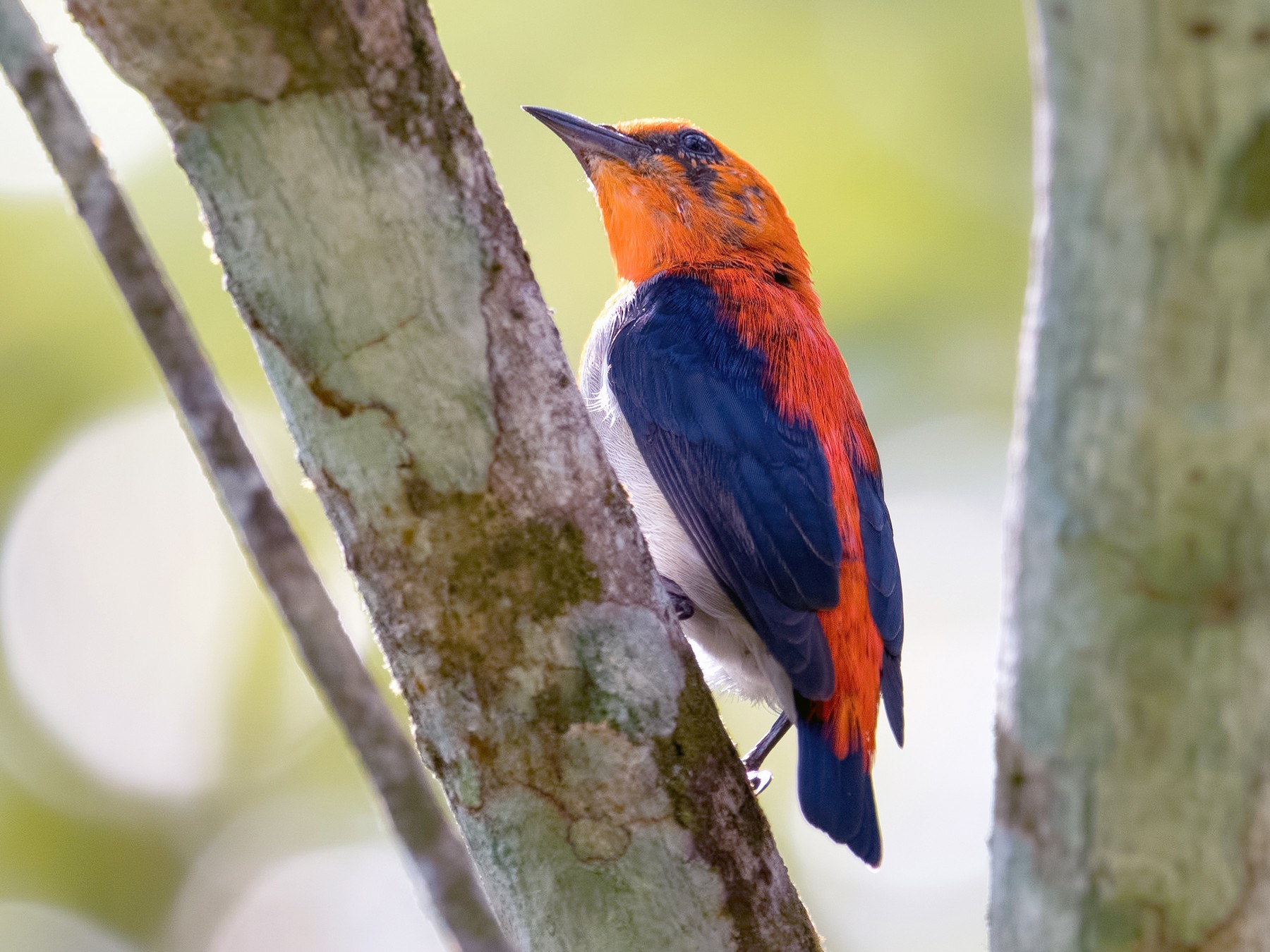 Scarlet-headed Flowerpecker - Shailesh Pinto