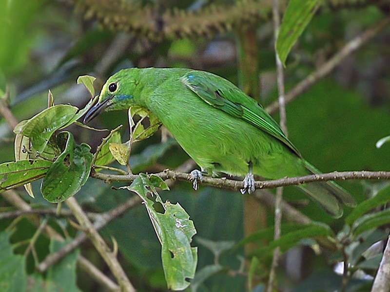 Sumatran Leafbird - James Eaton