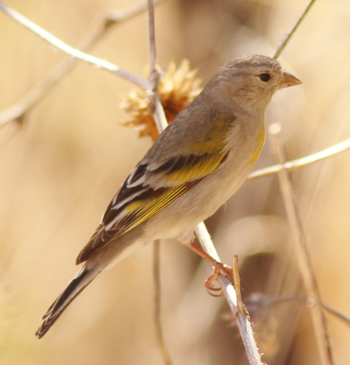 Lawrence's Goldfinch - ML25523291
