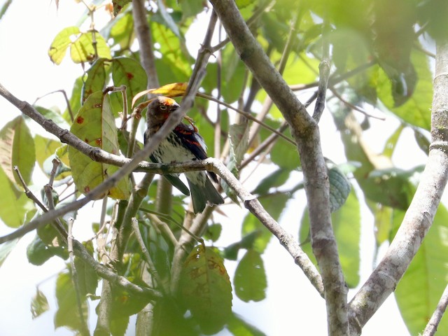  - Indonesian Serin - 