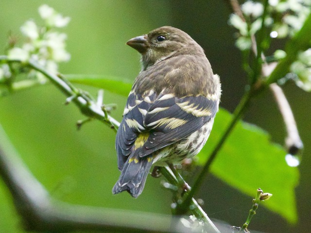  - Indonesian Serin - 