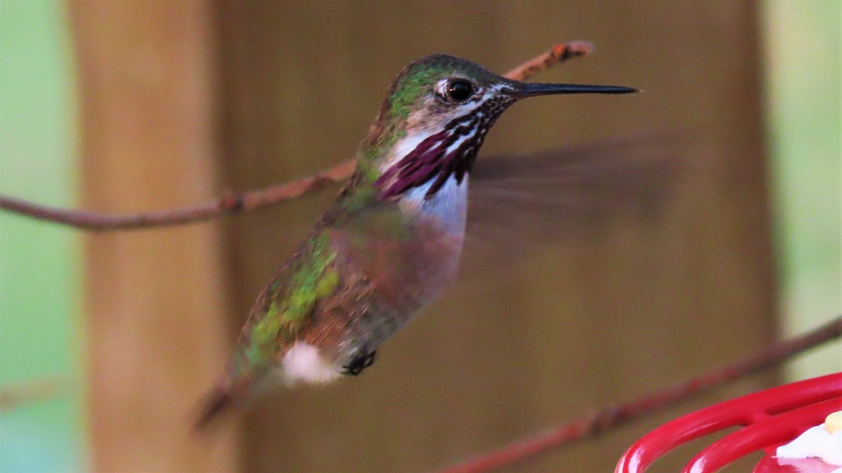 Calliope Hummingbird - Christopher Frick