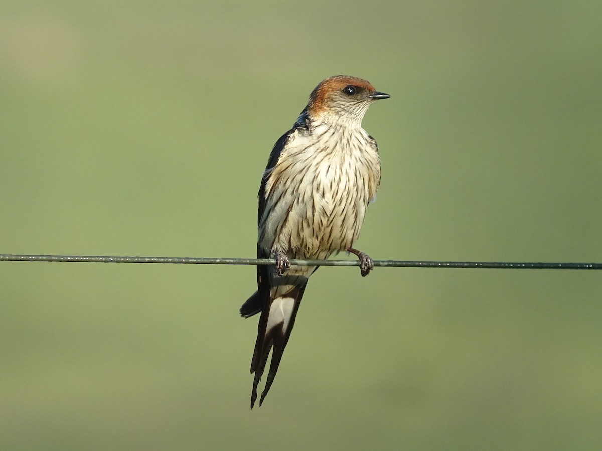 Greater Striped Swallow - ML255235481