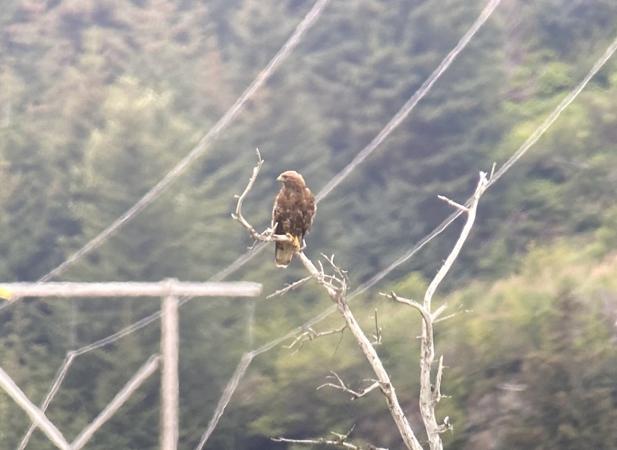 Red-tailed Hawk (calurus/abieticola) - ML255237541