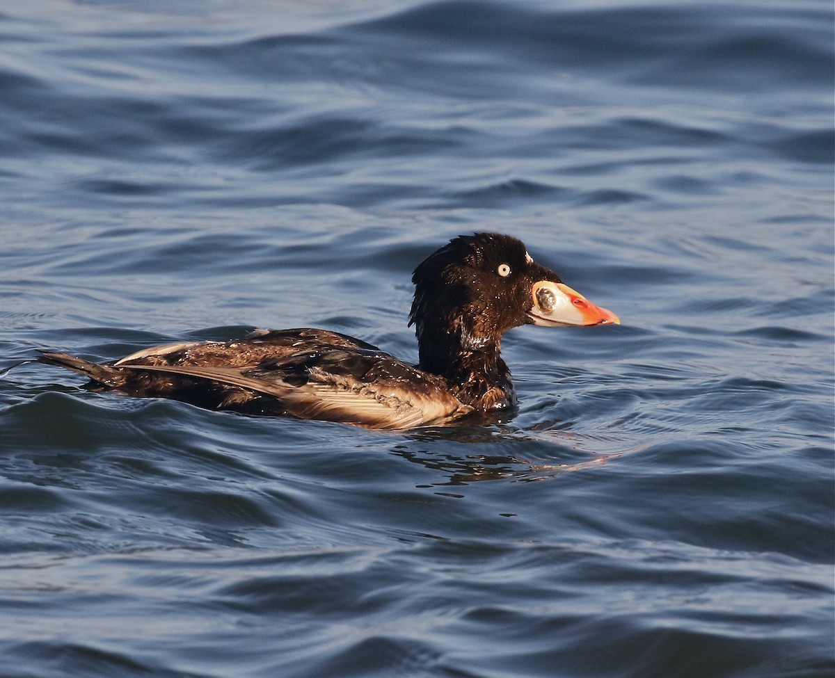 Surf Scoter - Pair of Wing-Nuts