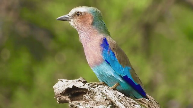 Lilac-breasted Roller - ML255240351