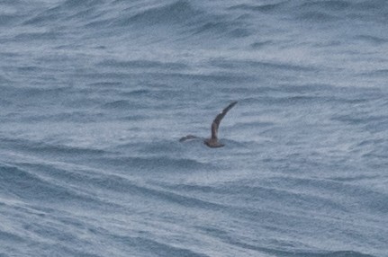 黑叉尾海燕 - ML255244691
