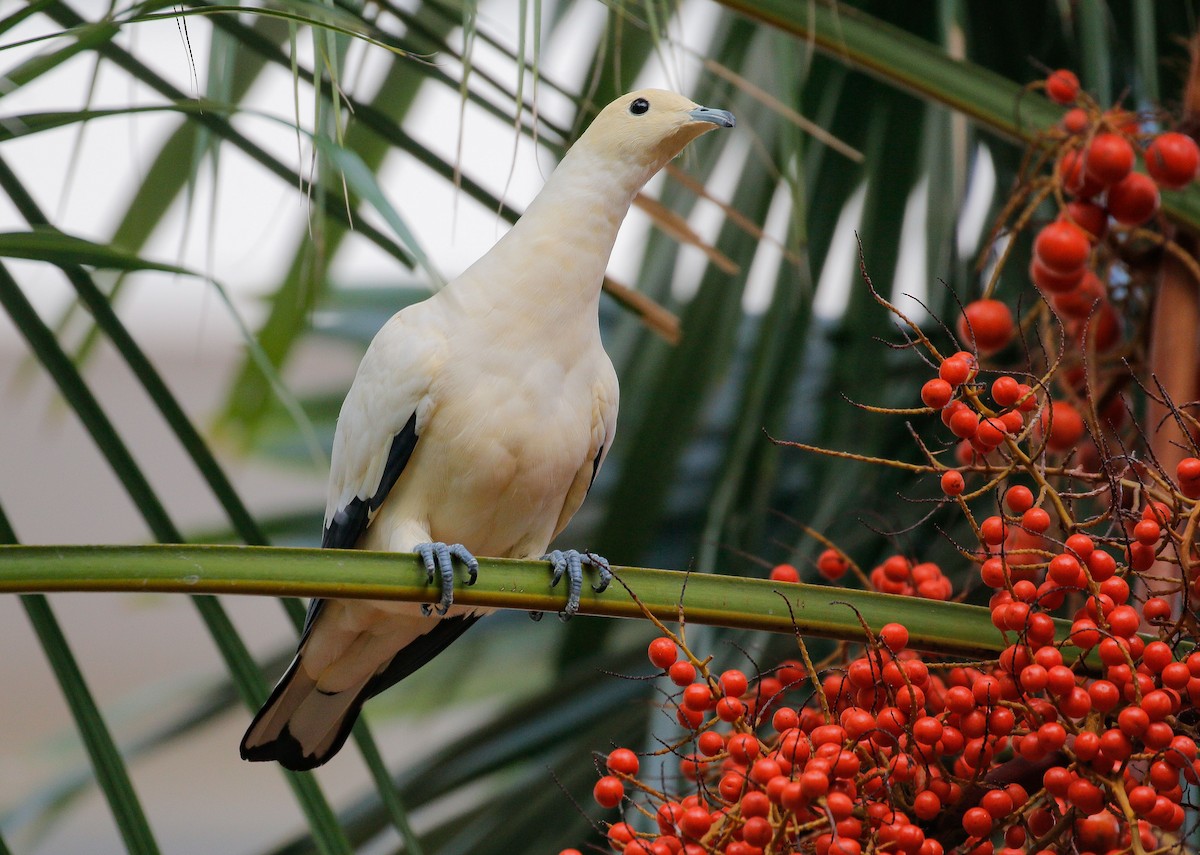Pied Imperial-Pigeon - Neoh Hor Kee