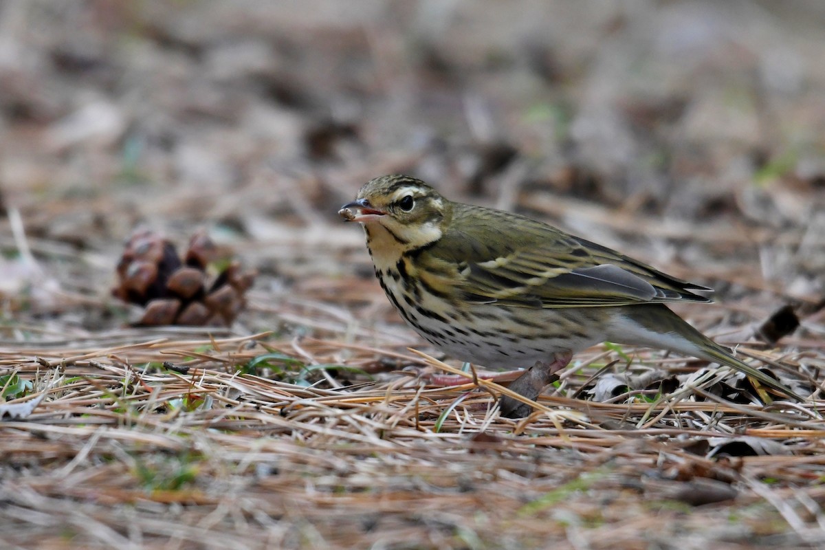 Olive-backed Pipit - ML255256271