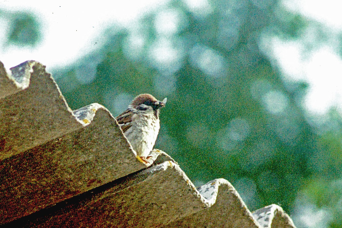 Eurasian Tree Sparrow - ML255258961