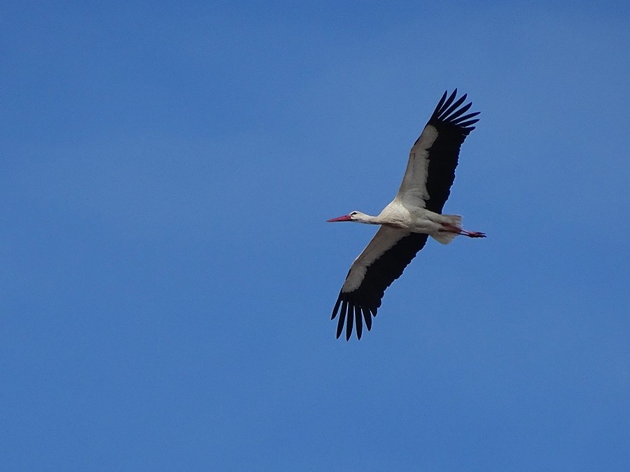 White Stork - Sami Tuomela
