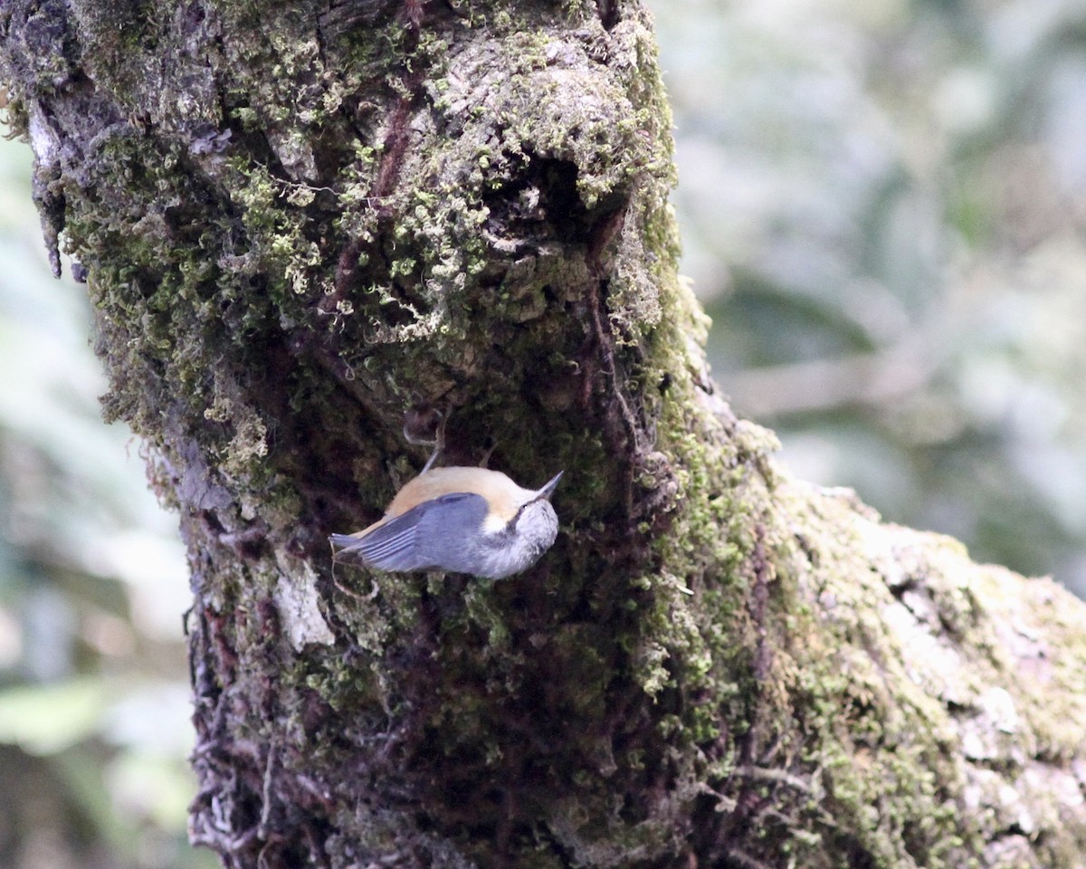 White-tailed Nuthatch - ML255262601