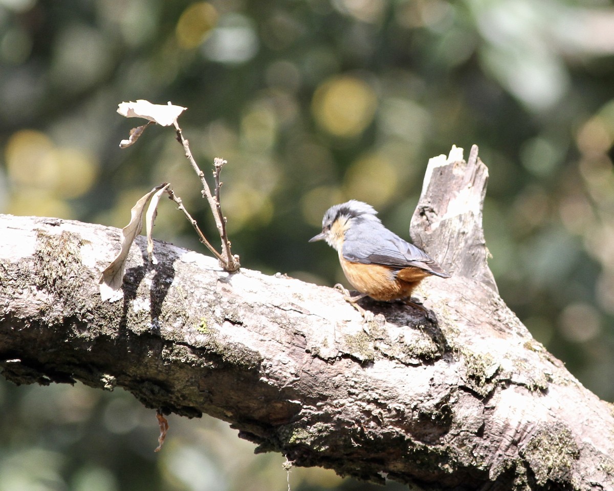 White-tailed Nuthatch - ML255262611