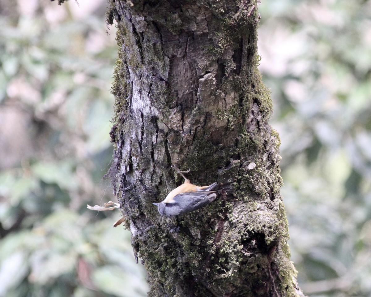 White-tailed Nuthatch - ML255262621