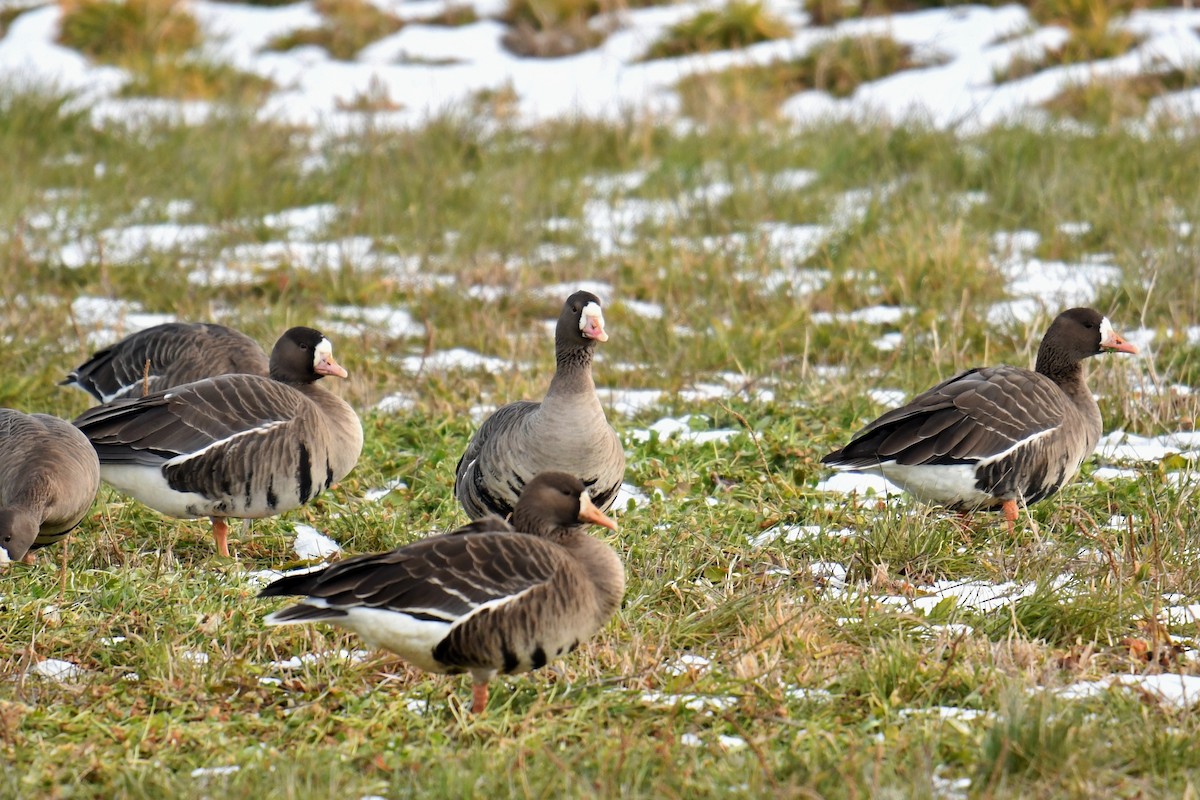 Greater White-fronted Goose - ML255263691