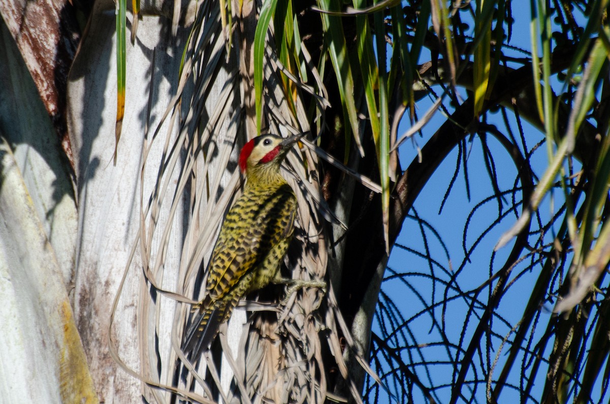 Green-barred Woodpecker - ML255266361