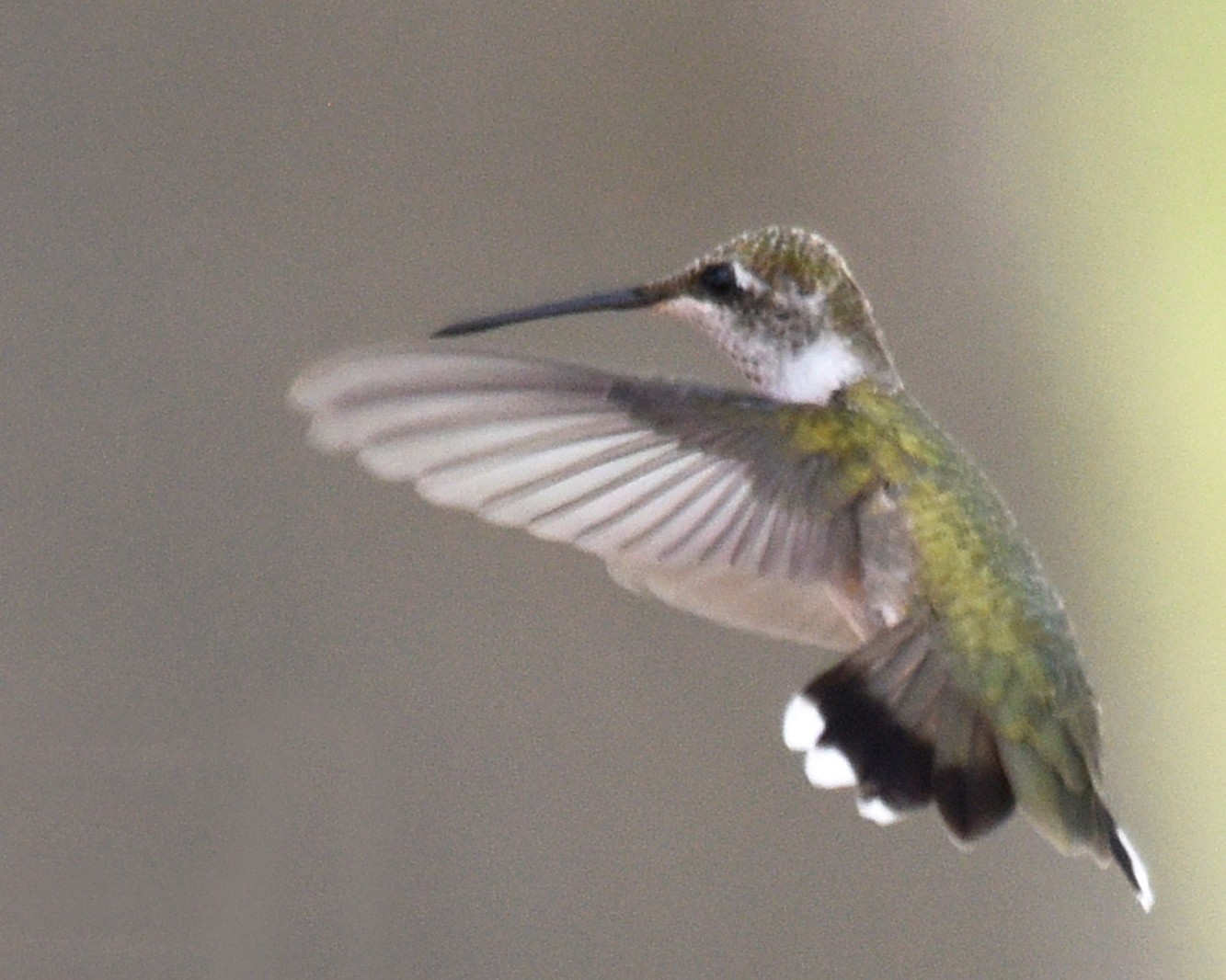 雑種 ノドアカハチドリ ｘ ノドグロハチドリ Ebird