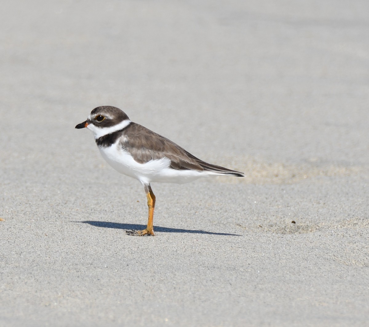 Semipalmated Plover - ML255266891