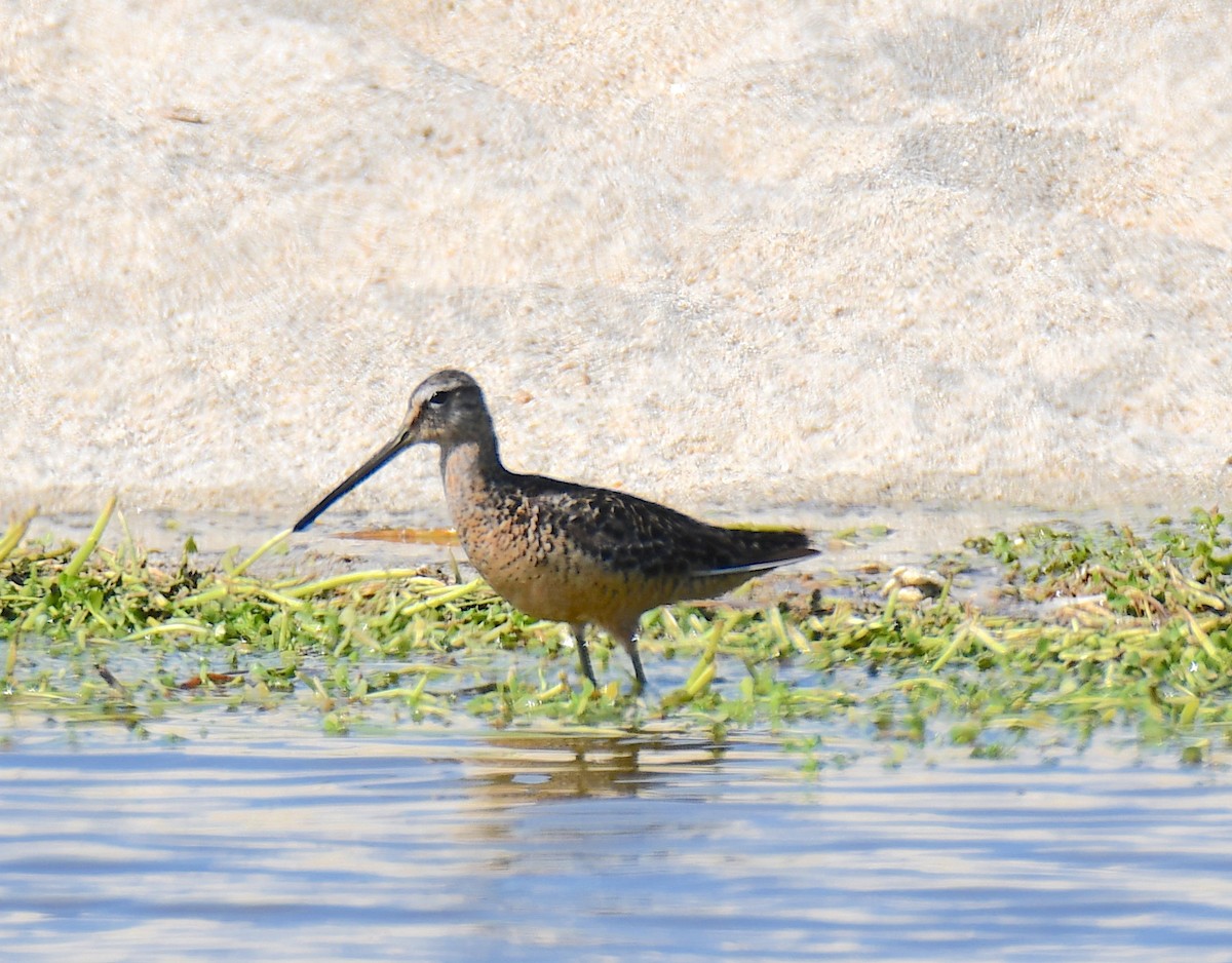 Long-billed Dowitcher - ML255267221