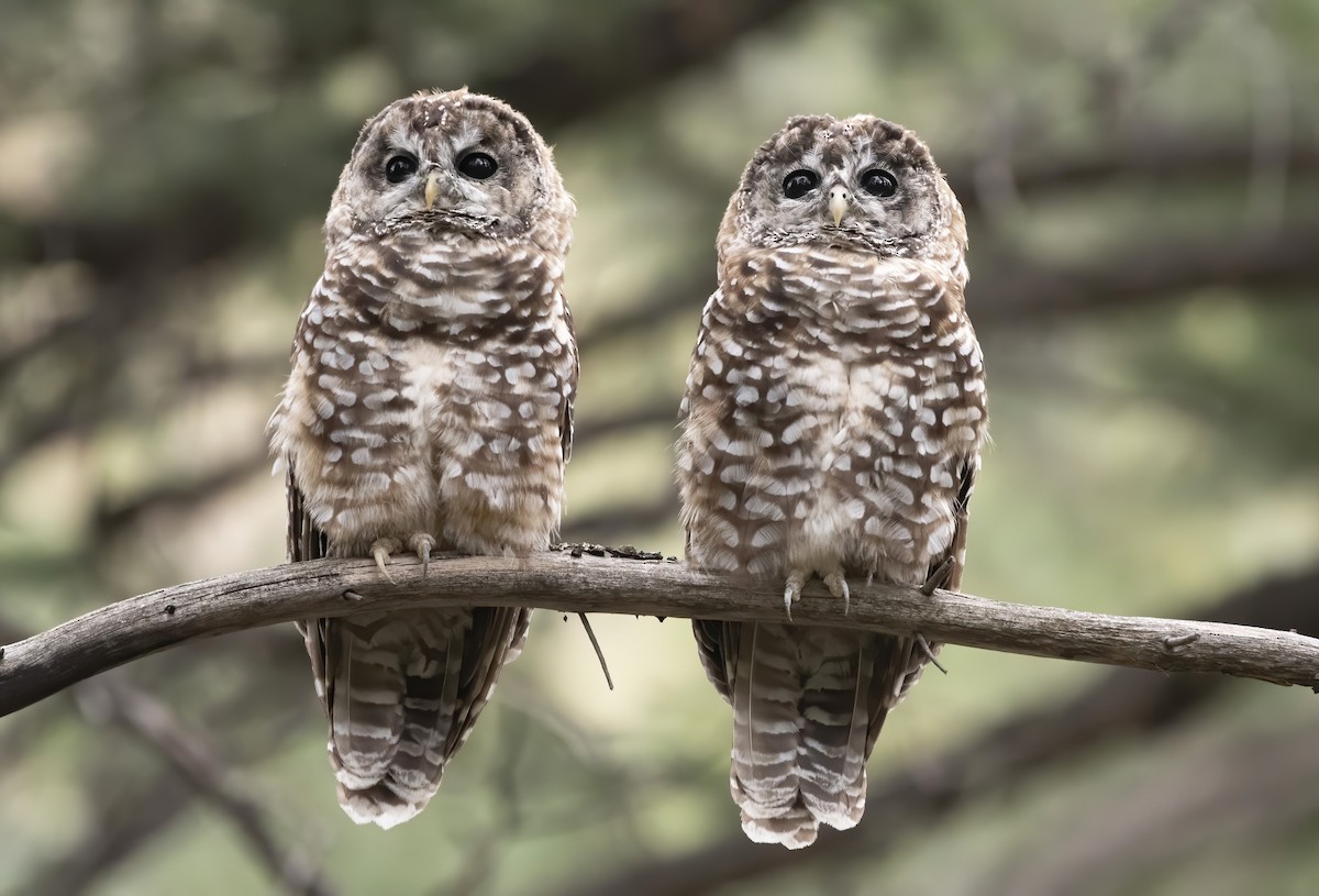 Spotted Owl (Mexican) - ML255270781