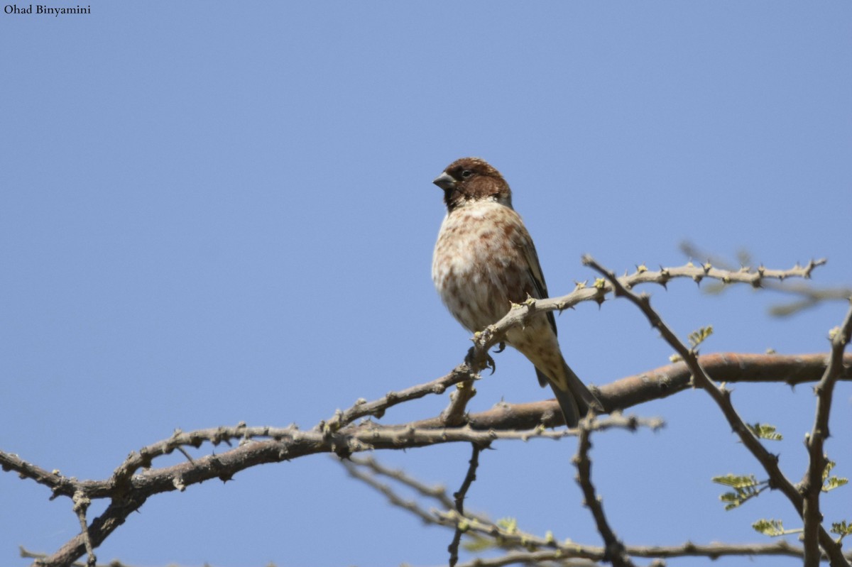 Chestnut Sparrow - ML255272221