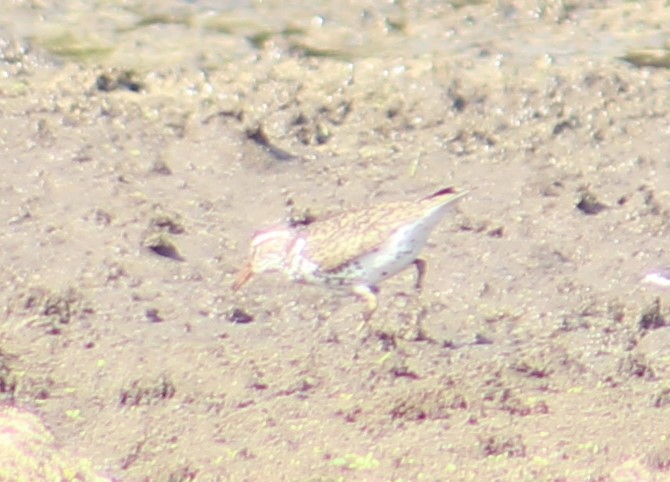 Spotted Sandpiper - Jeremiah Griffith