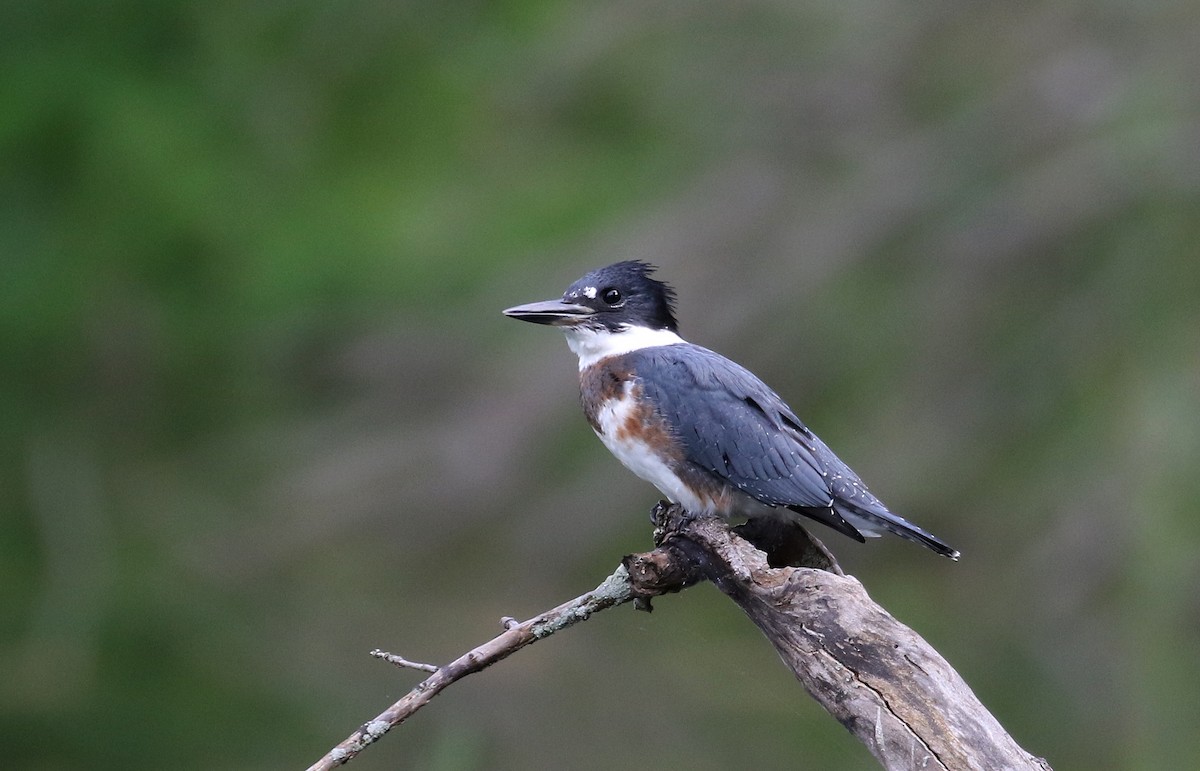 Belted Kingfisher - ML255275511