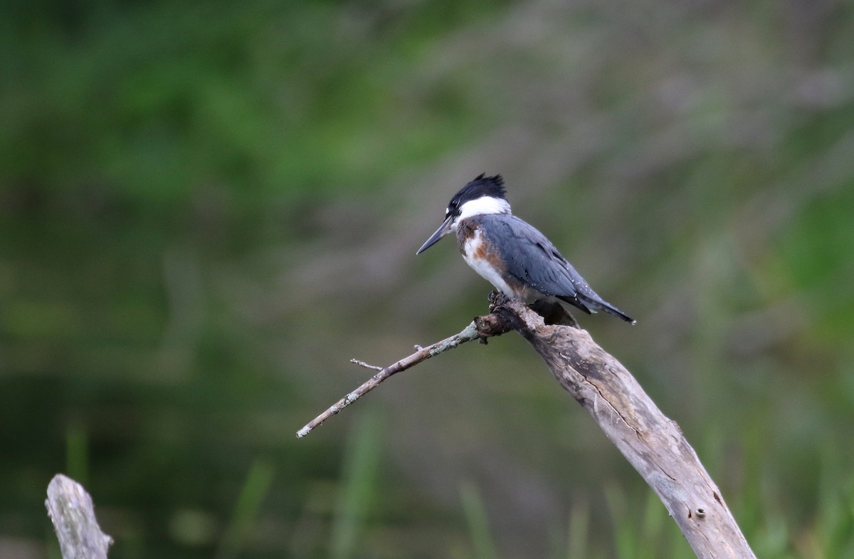 Belted Kingfisher - ML255275561