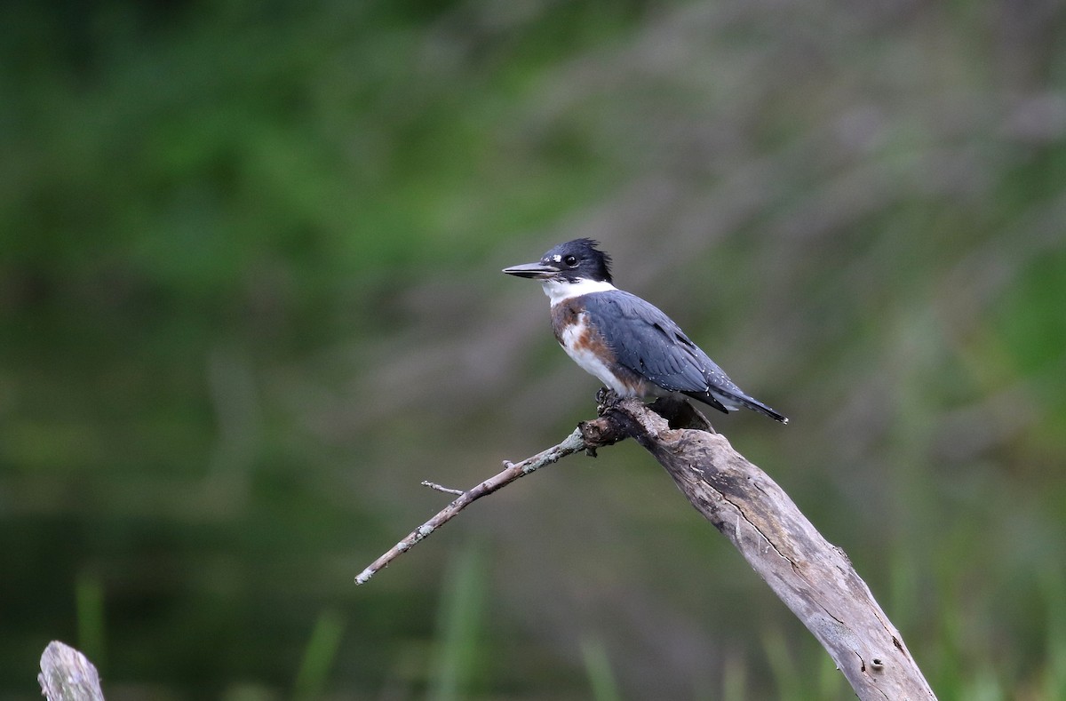 Belted Kingfisher - ML255275571