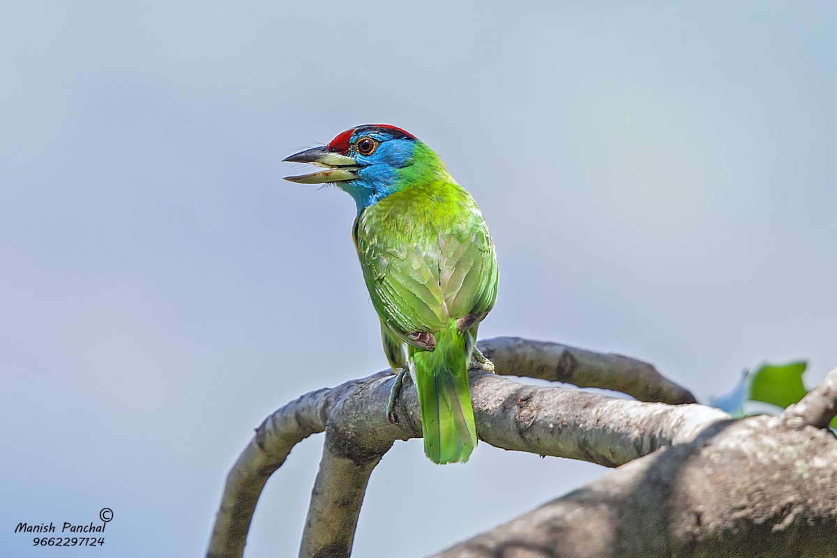 Blue-throated Barbet - Manish Panchal