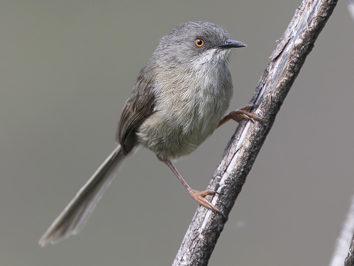 Black-throated Blue Warbler - eBird