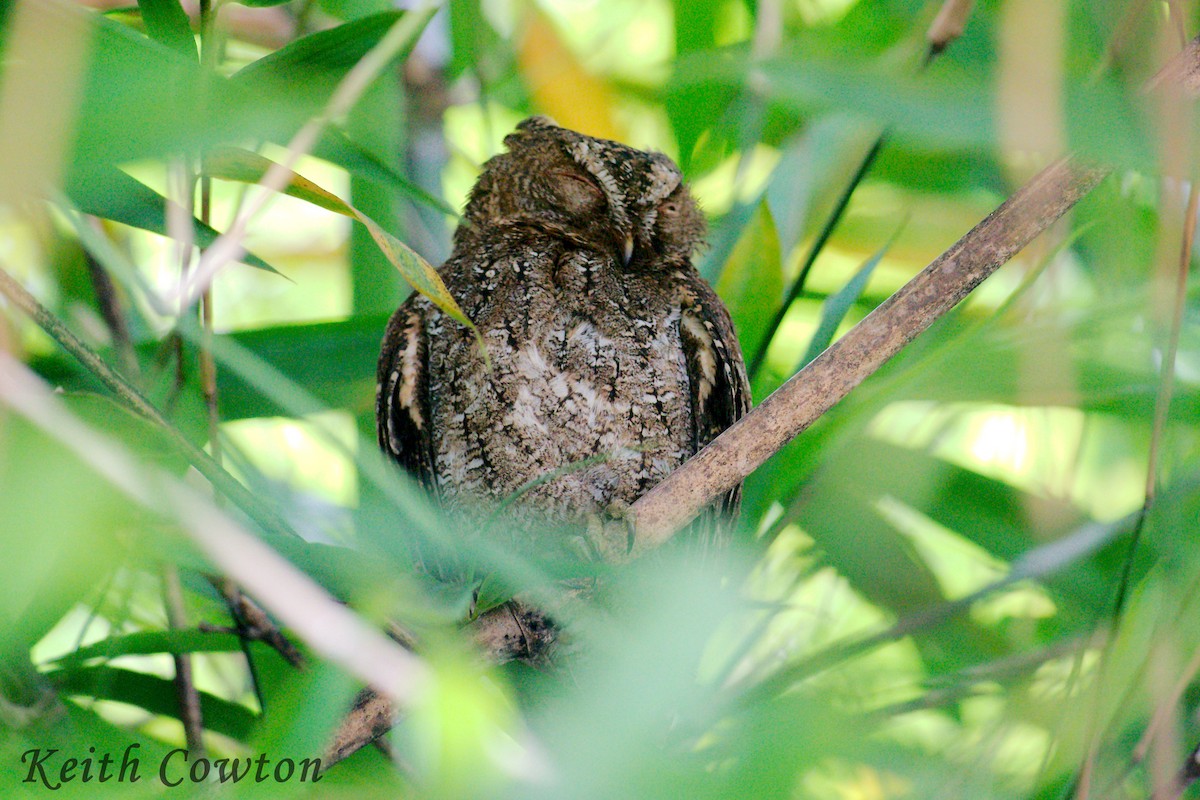 Sulawesi Scops-Owl - ML255278401
