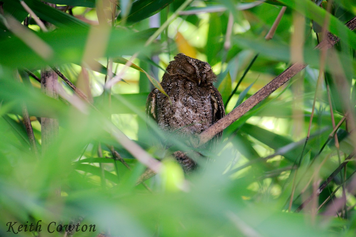 Sulawesi Scops-Owl - ML255278551