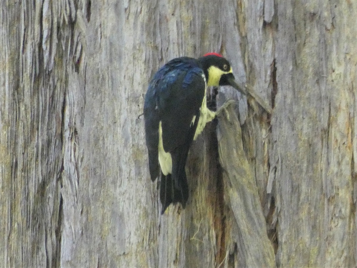 Acorn Woodpecker - ML255281921