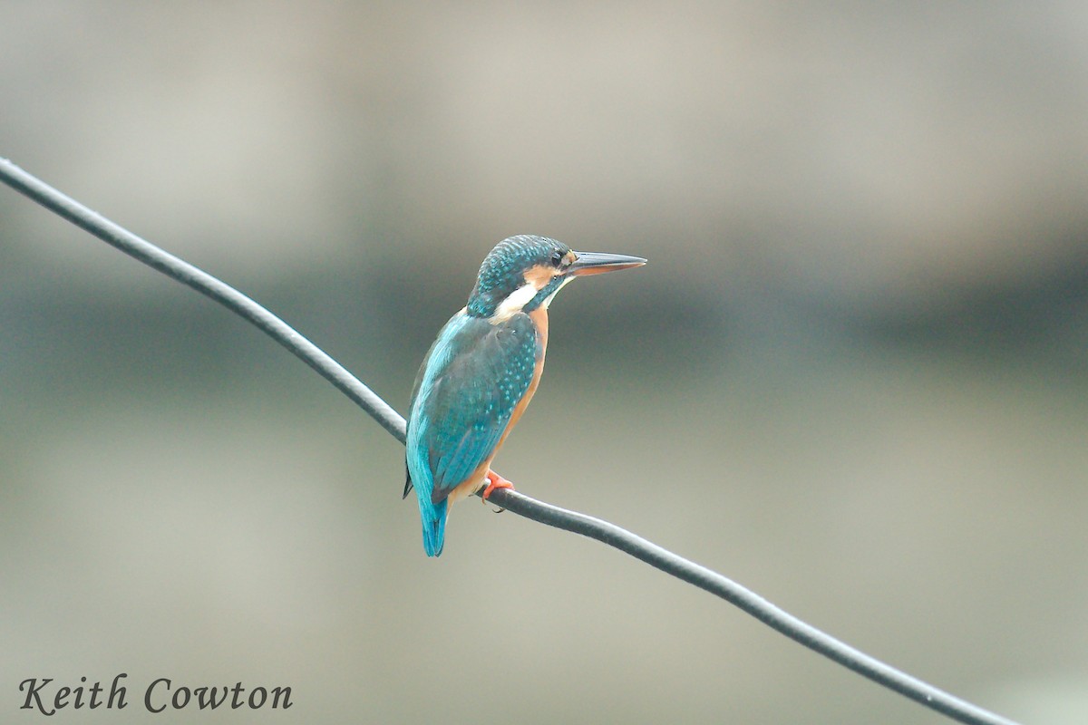 Common Kingfisher - Keith Cowton