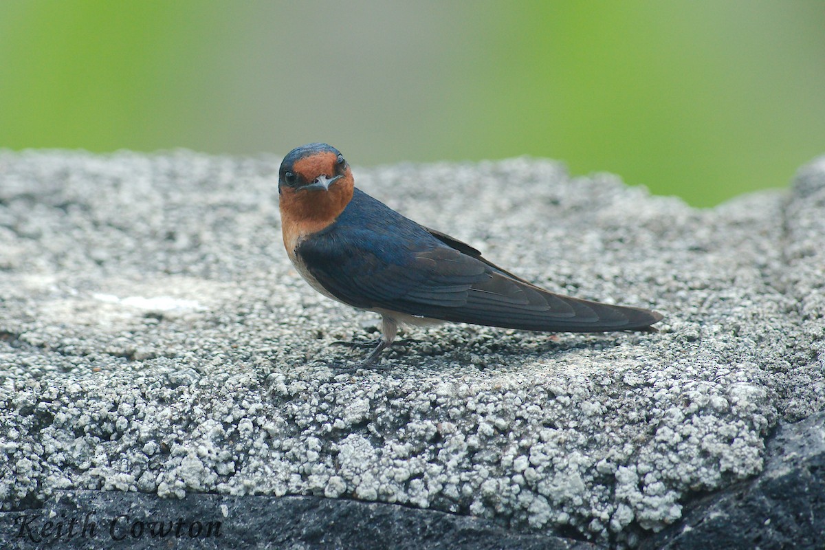 Pacific Swallow - ML255284771