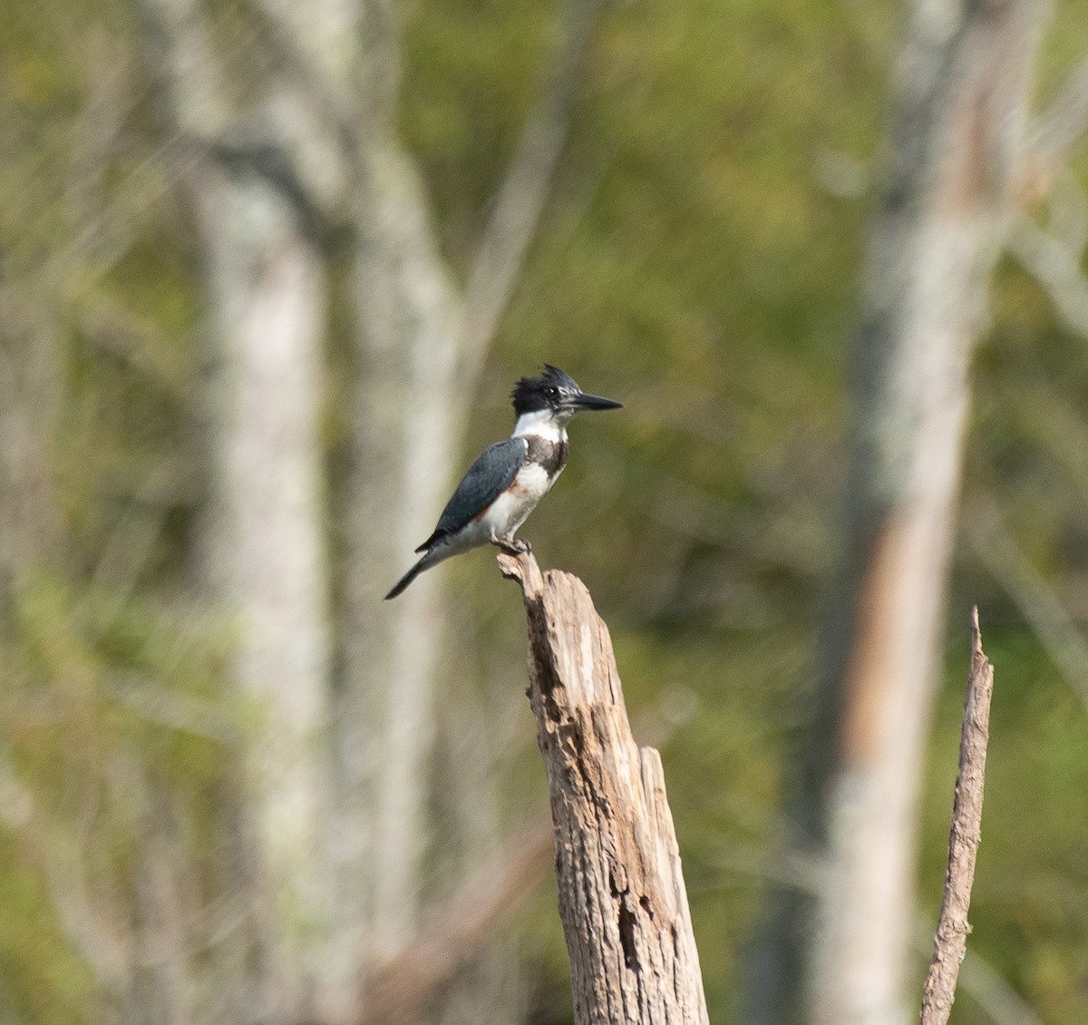 Belted Kingfisher - ML255290481