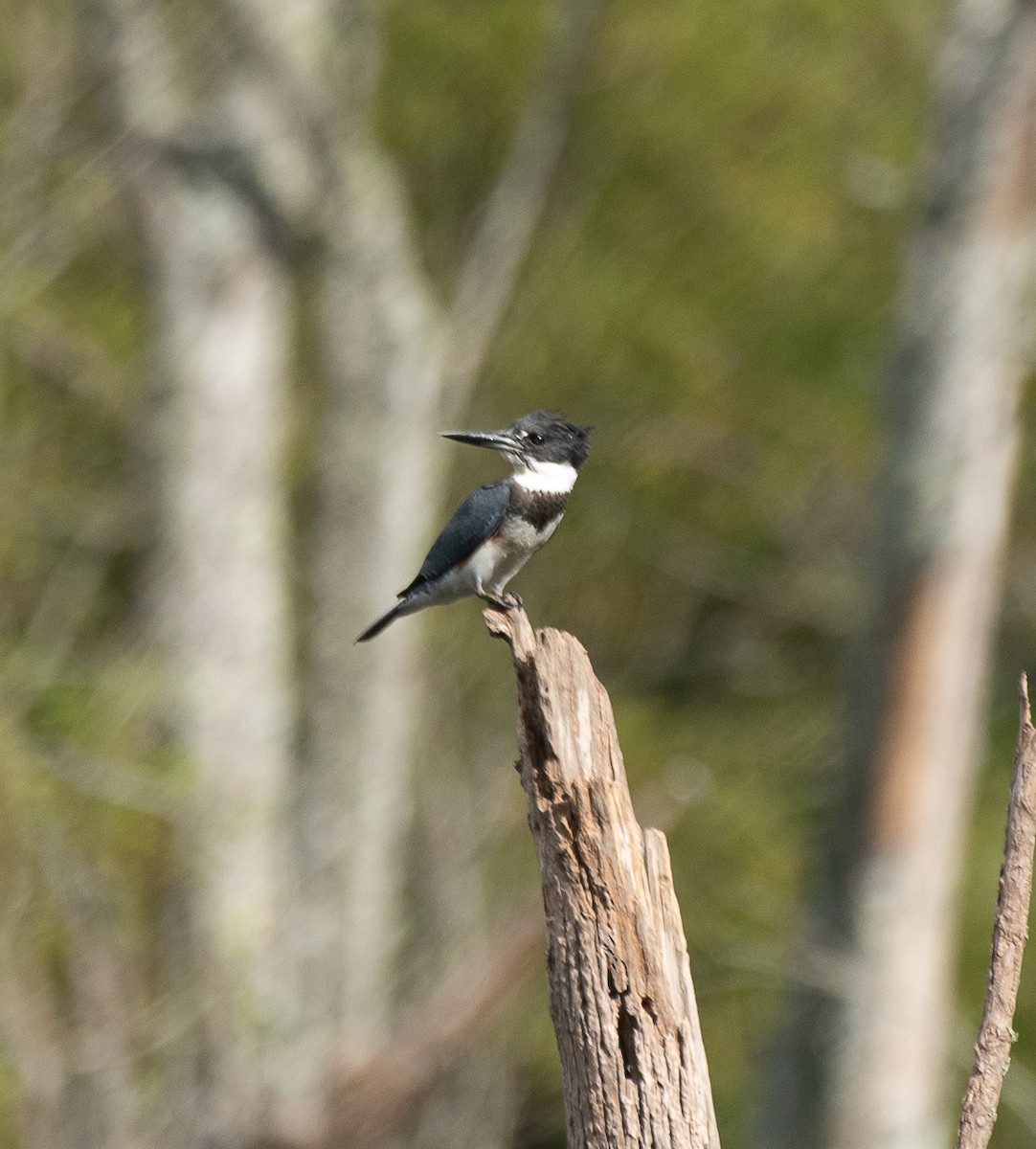 Belted Kingfisher - ML255290491