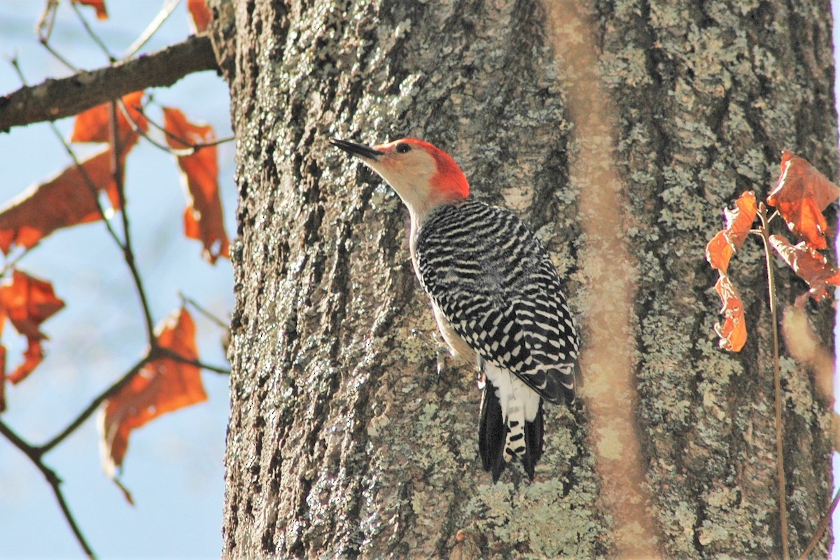 Red-bellied Woodpecker - David Hollie