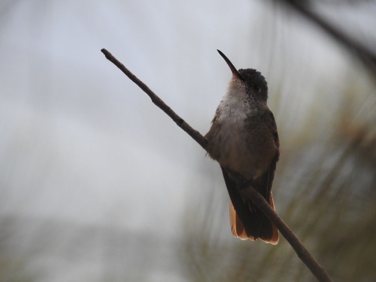 Azure-crowned Hummingbird - ML255291731
