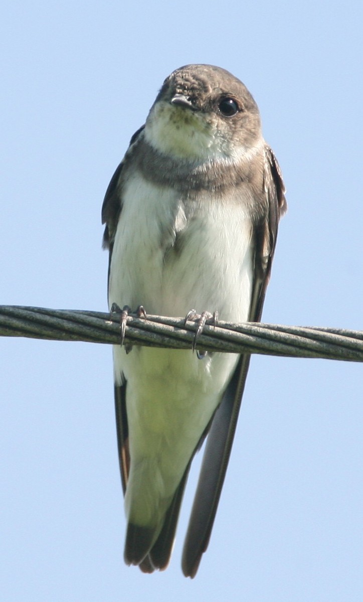 Bank Swallow - Dave Spier