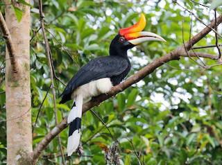  - Rhinoceros Hornbill