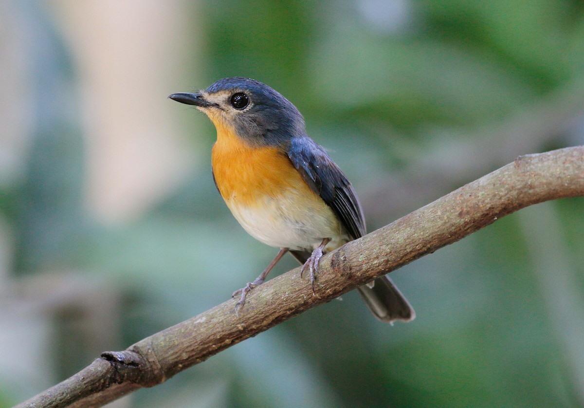 Indochinese Blue Flycatcher - Neoh Hor Kee