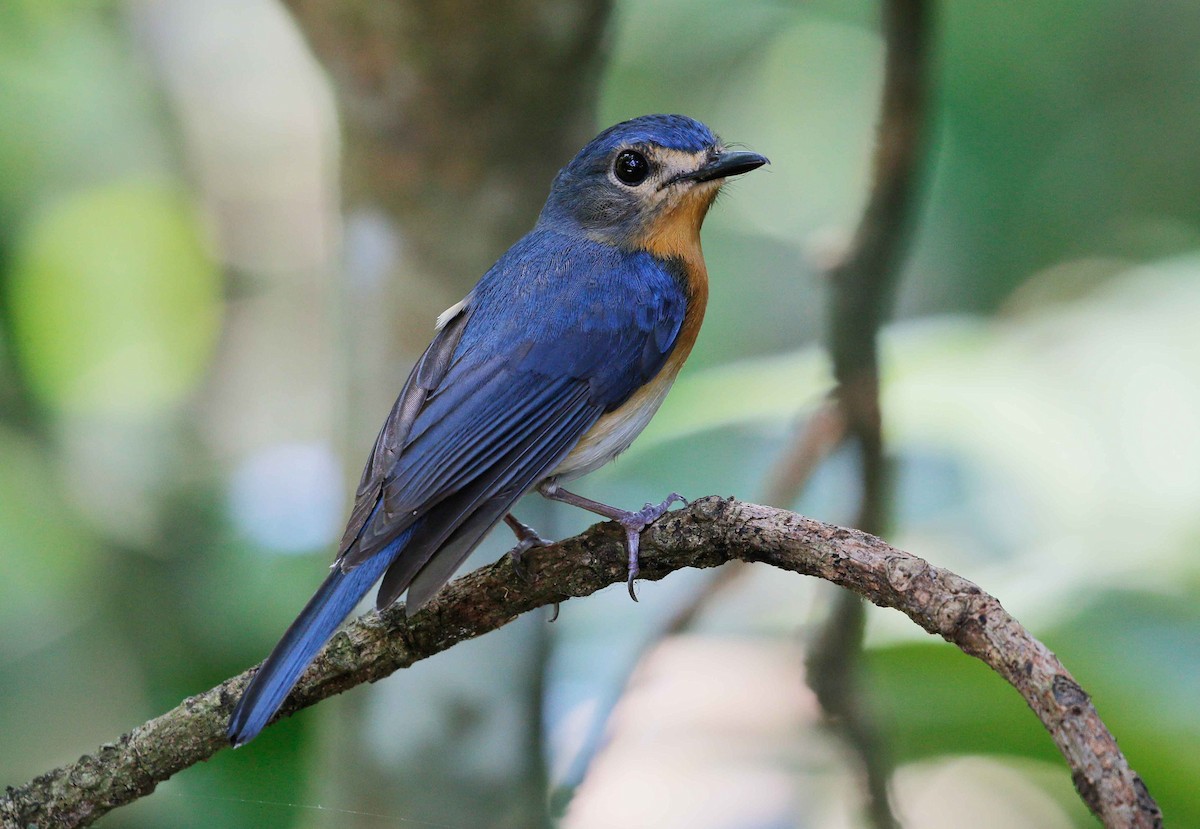 Indochinese Blue Flycatcher - Neoh Hor Kee