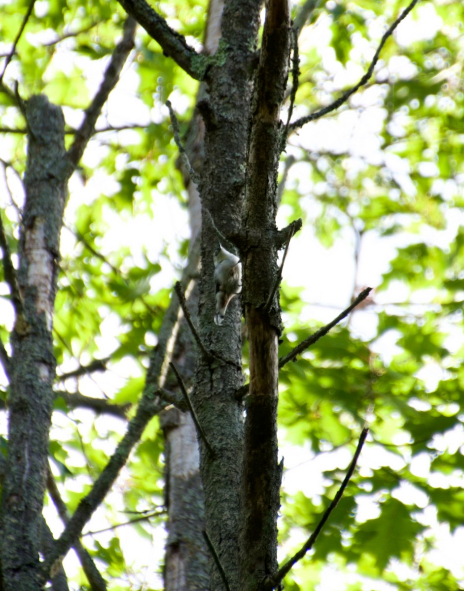 White-breasted Nuthatch - ML255305711