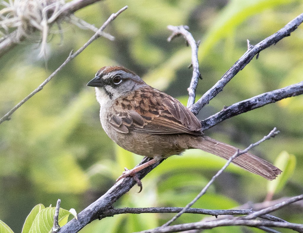 Oaxaca Sparrow - ML255308671
