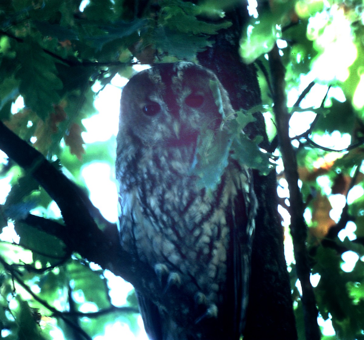 Tawny Owl - ML255309521