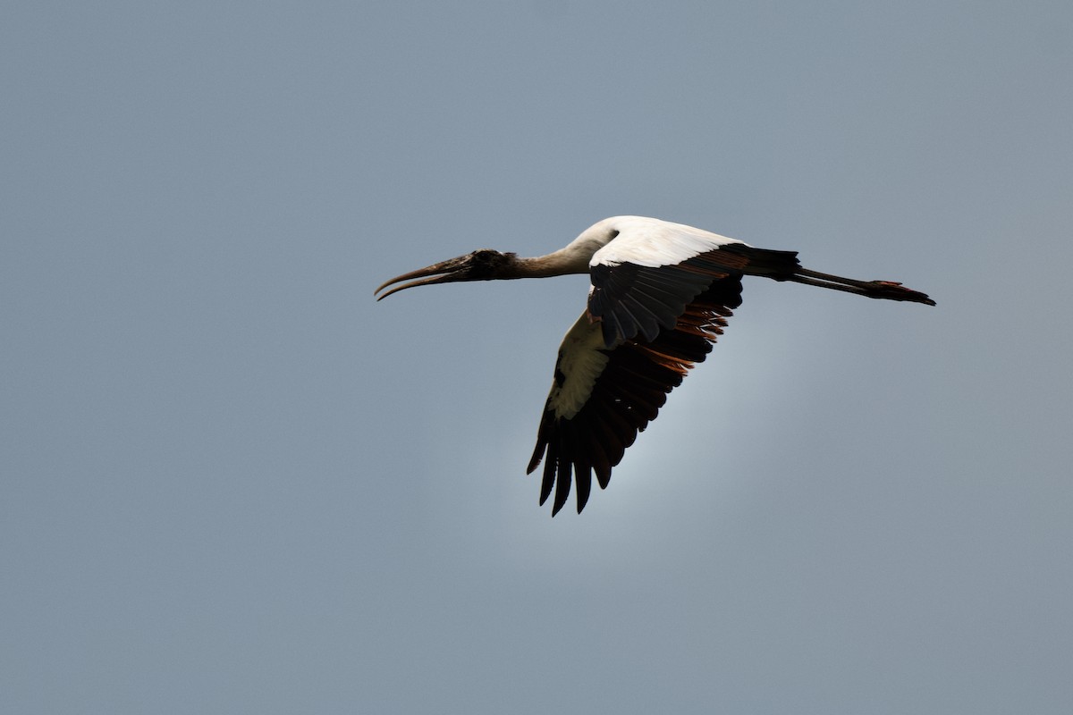 Wood Stork - Jamie Baker