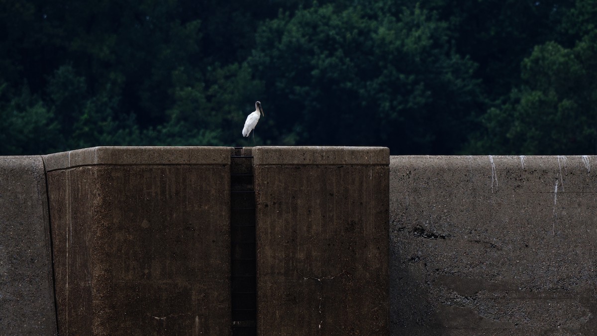 Wood Stork - Jamie Baker
